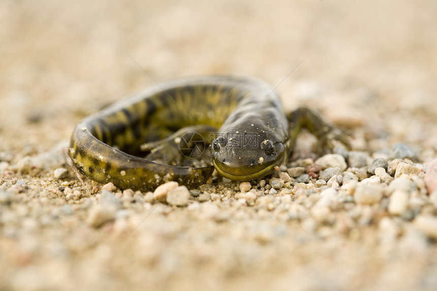 特写老虎萨拉曼德黄色环境尾巴蜥蜴蝾螈两栖动物黑色动物群生态斑点图片