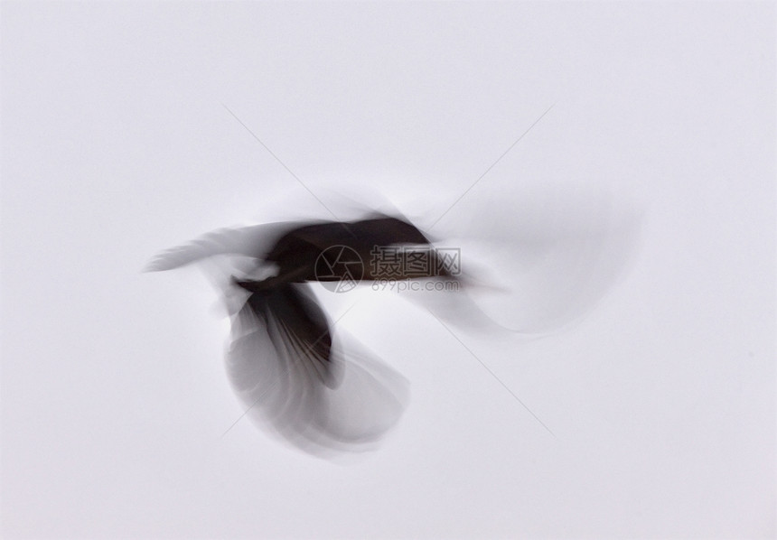 萨斯喀彻温省动物观鸟野生动物黑色脖子眼睛羽毛鸟类家庭蓝色图片