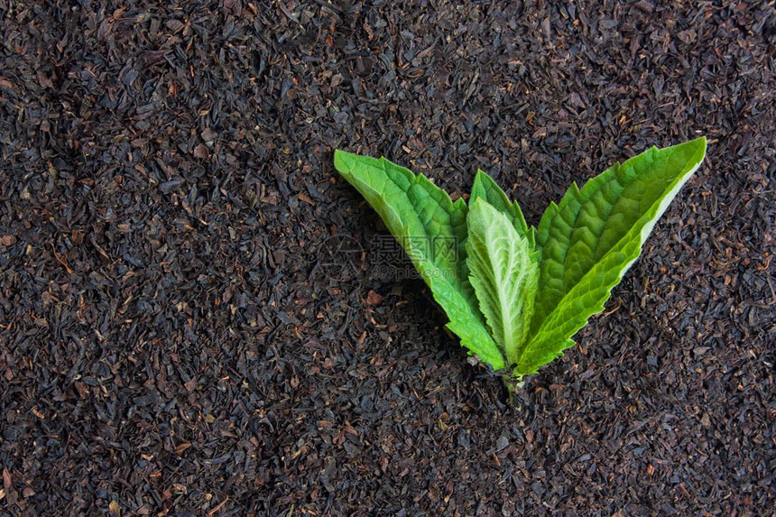 含薄荷叶的黑茶图片