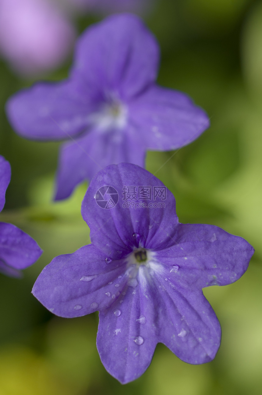 紫花花植物花园紫色宏观图片