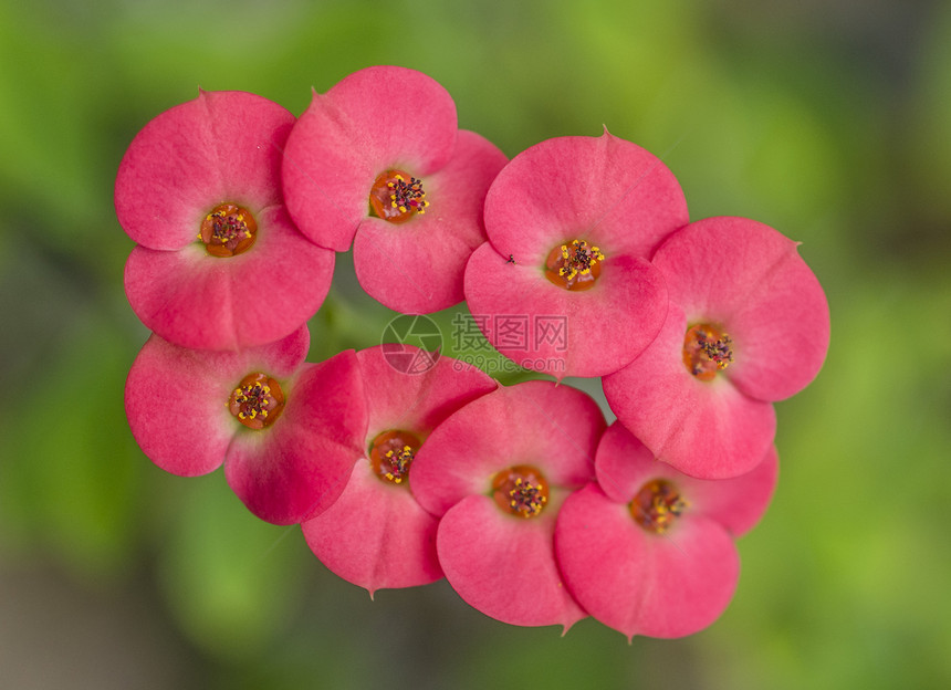 红花花红色粉色花园绿色植物宏观图片