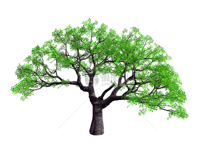 树的树木叶子公园绿色生长木头生活环境插图植物树干图片