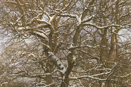 树上有雪冻结白色背景图片