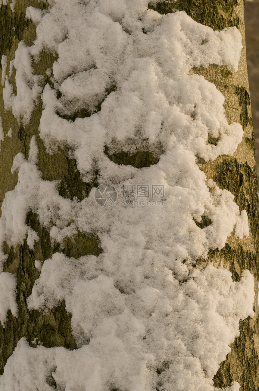 树上有雪白色冻结图片