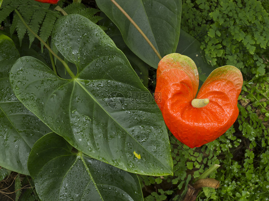 安图留红色橙子植物花园房子园艺图片