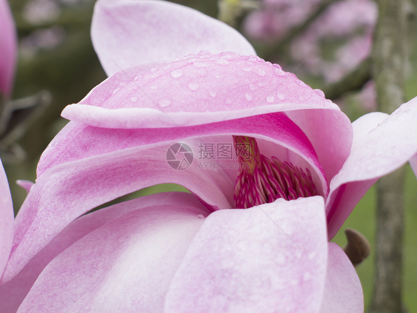 木兰花脆弱性特写宏观镜头季节植物群花园玉兰花瓣美丽图片