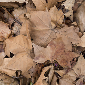 枯叶叶子地面背景图片