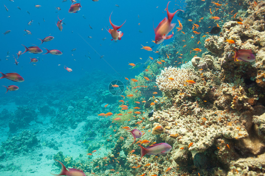鱼和珊瑚在海洋中的天平美丽雌蕊鳞鳞假期异国热带黄毛浮潜情调勘探图片