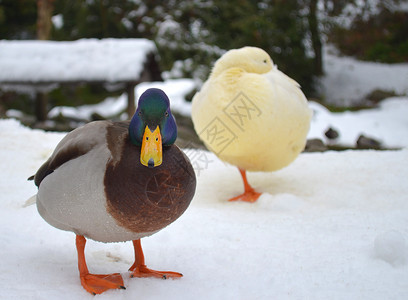 雪中两只鸭子背景