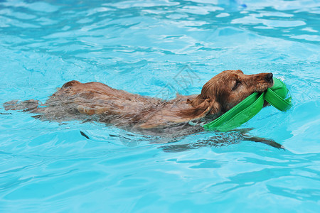 游泳斗鸡猎犬宠物犬类蓝色动物玩具游泳池棕色背景图片