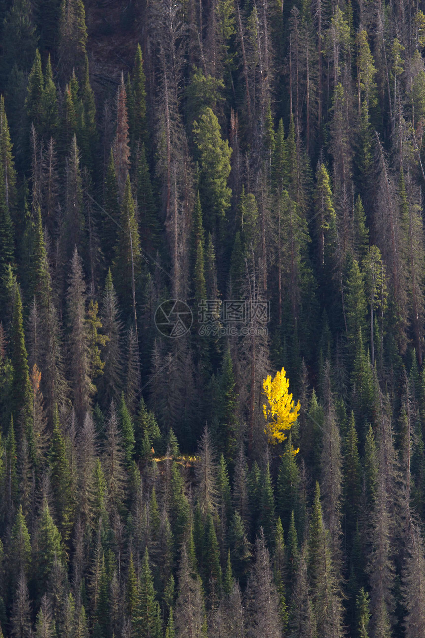 脱颖而出黄色森林反射松树树木图片