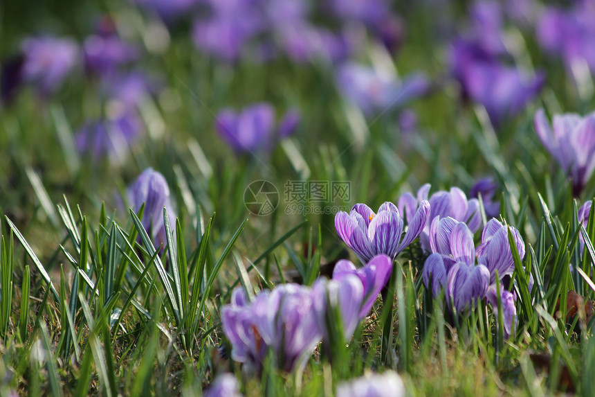 紫春草地生长紫色季节季节性植物红花花园绿色图片