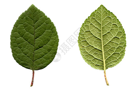颗粒叶宏观绿色植被植物树叶叶子白色背景图片