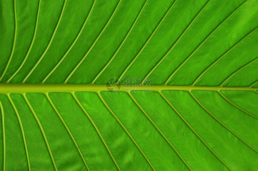 绿叶纹理宏观黄色活力叶子植物学植物静脉生长材料进步图片