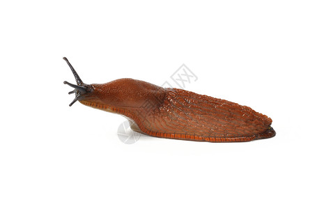 西班牙语 Slug蜗牛害虫鼻涕虫触手宏观高清图片