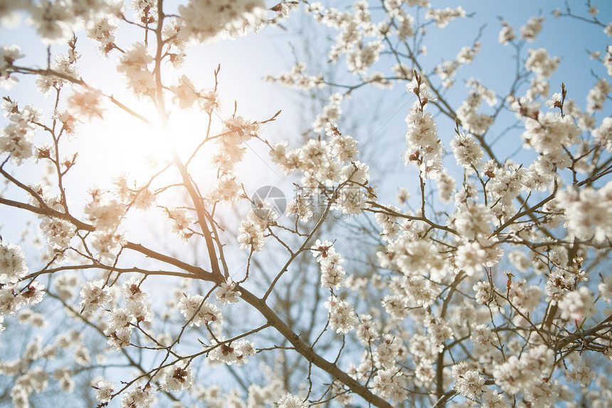 春季天空的背景杏树蓝色投标叶子阳光生活植物花瓣花园季节图片