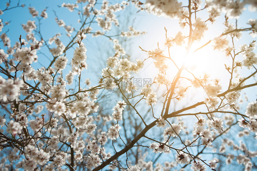 春季天空的背景植物学阳光花瓣杏树花园季节花朵晴天植物生长图片