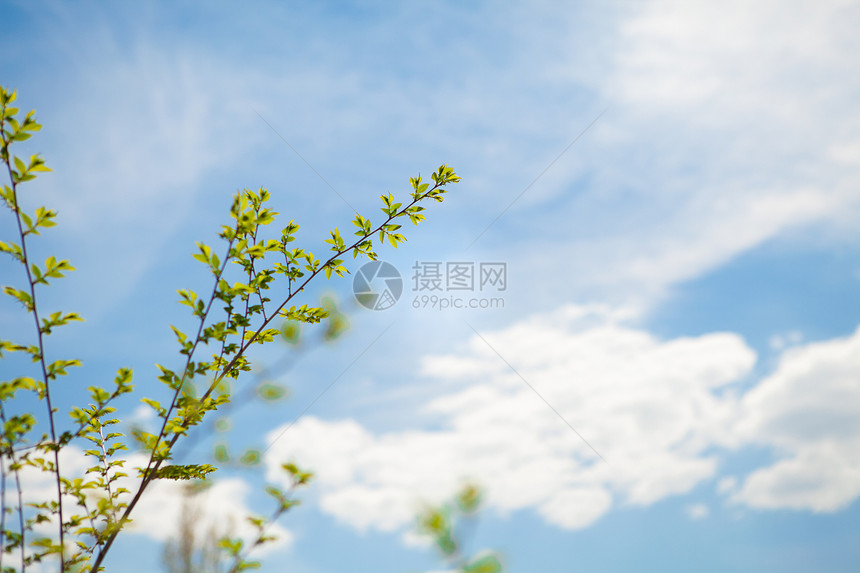 春季天空的背景水平白色绿色阳光植物学植物臭虫叶子美丽蓝色图片