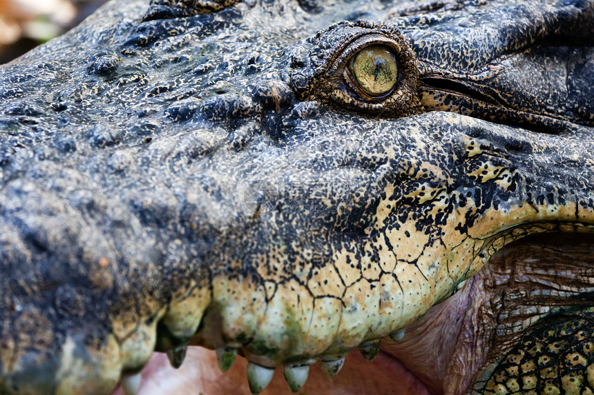 鳄鱼眼侵略野生动物概念野兽身体眼睛动物爬行动物爬虫生物图片