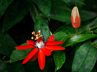 红粉花淋浴热带绿色暴雨天气雨量花洒树叶红色植物背景图片