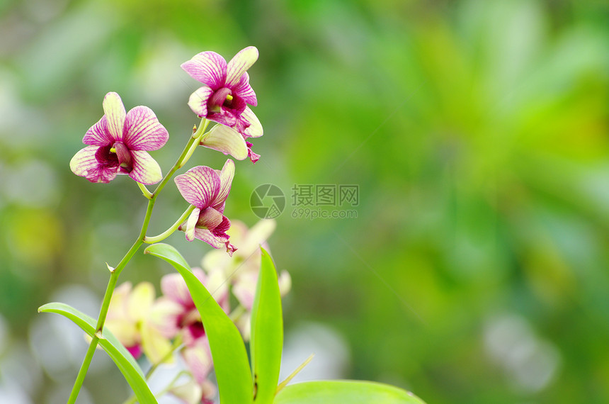 兰花异国植物群生长情调紫色花园热带宏观植物礼物图片