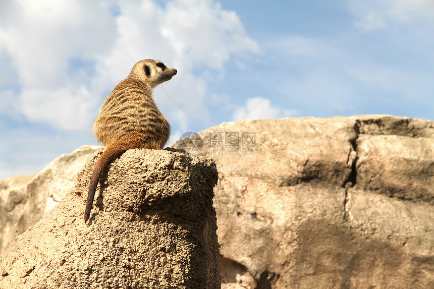 放松的米尔卡特Meerkat生态荒野警报哺乳动物生物天空眼睛鼻子动物园沙漠图片