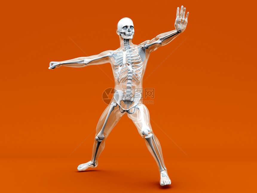 解剖学  武术姿势柱子男性插图力量股骨手臂艺术斗争防御图片