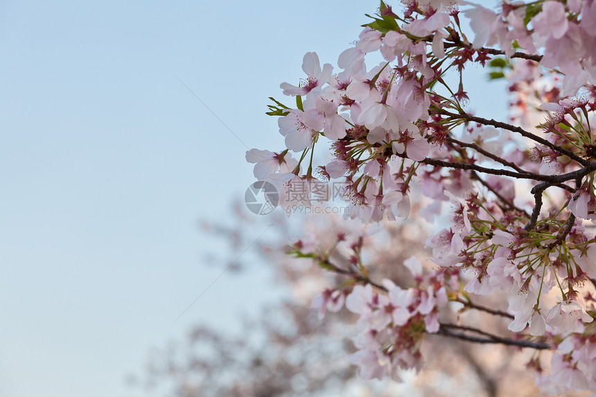 华盛顿市樱桃花束图片