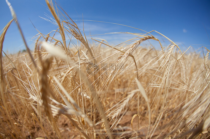 小麦国家宏观农村耳朵天空季节生产地面谷物种子图片