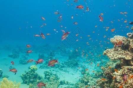 鳞鳞鱼和珊瑚在海洋中的天平团体热带生活浮潜荒野异国鳞鳍勘探旅游蓝色背景
