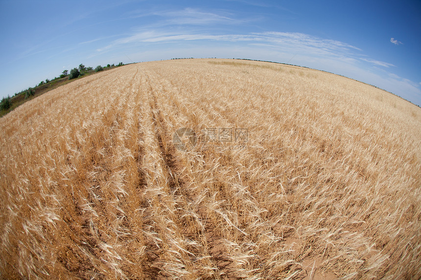 小麦田草地种子植物粮食生长晴天谷物农村季节土地图片