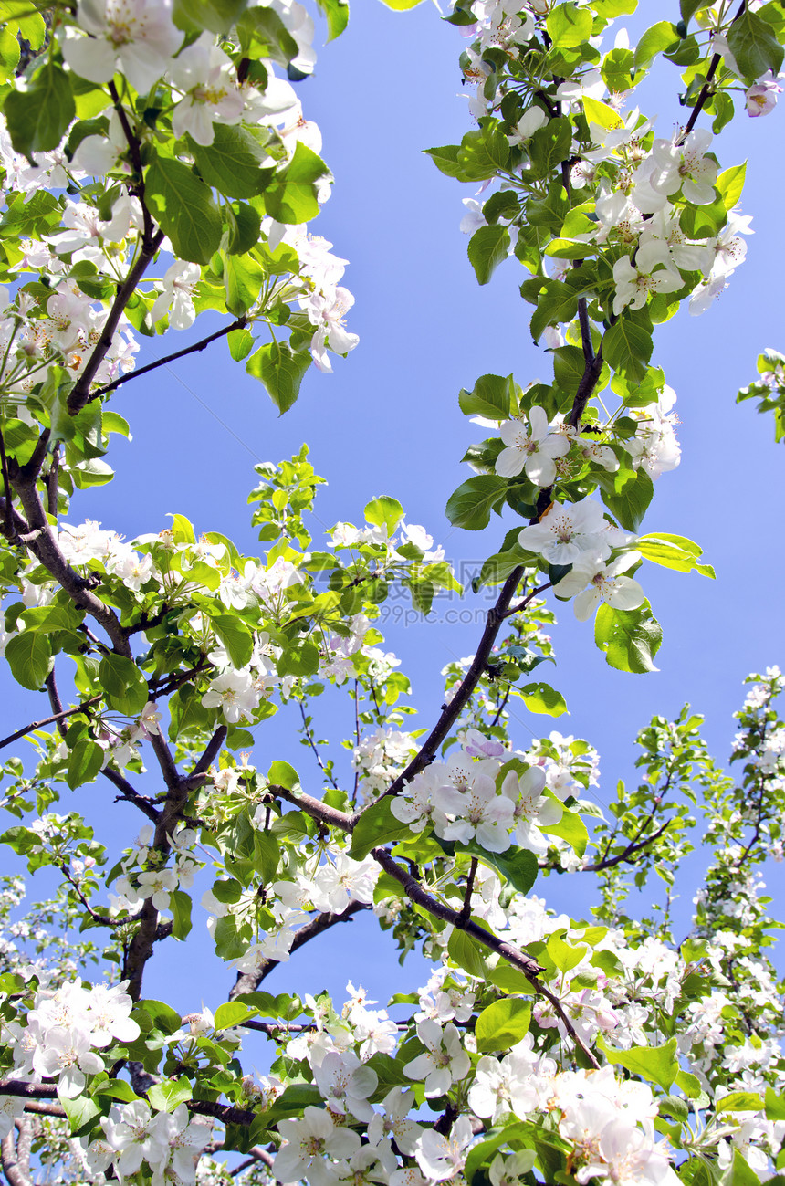 天空背景的苹果树枝开花环境叶子果园苹果树水果宏观螃蟹农业蓝色季节图片