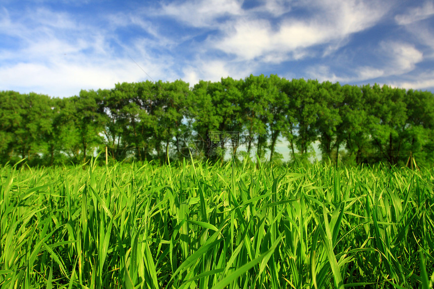 春季绿田季节生长土地国家天空蓝色天气晴天草原场景图片