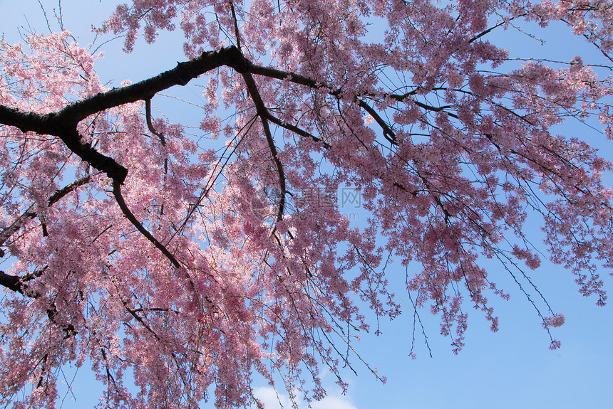 樱花花树公园蓝色天空白色粉色植物花园季节性图片