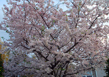 樱花花树粉色季节性公园蓝色植物花园白色天空背景图片