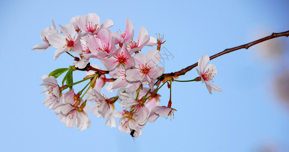 樱花花树季节性白色蓝色花园粉色植物天空公园背景图片