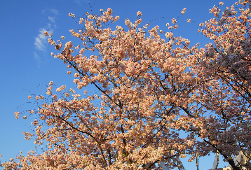 樱花花树植物花园粉色白色季节性公园天空蓝色图片