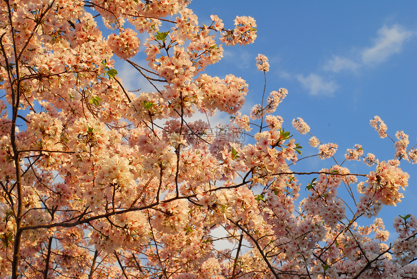 樱花花树粉色天空植物蓝色公园季节性花园白色图片