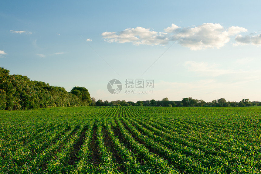 日落时有青玉米的绿田森林土地木头公园蓝色天气季节牧场环境太阳图片