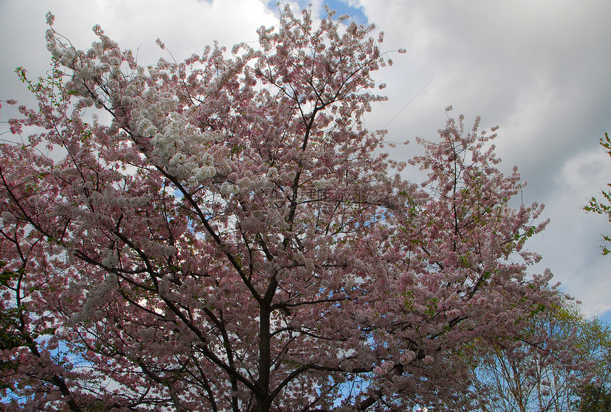 樱花花树白色花园植物蓝色粉色天空公园季节性图片