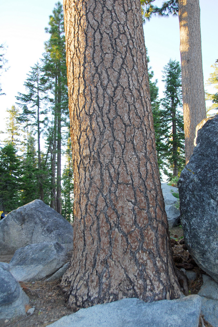 平线树木条纹理背景裂缝树干木头木材棕色松树森林叶子图片