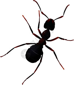 蚂蚁矢量说明背景图片