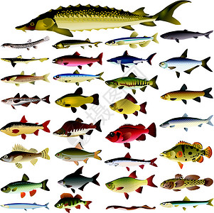 收集鱼类矢量图象鲈鱼收藏鲫鱼真实感食物贸易白眼栖息钓鱼鲢鱼插画