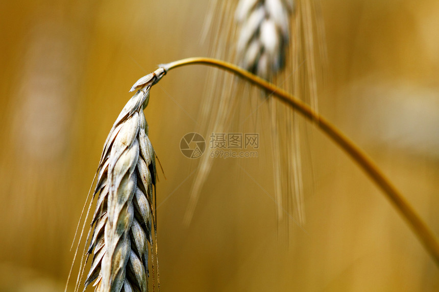 小麦耳朵农民金子宏观收成场地玉米培育烘烤大麦谷物图片