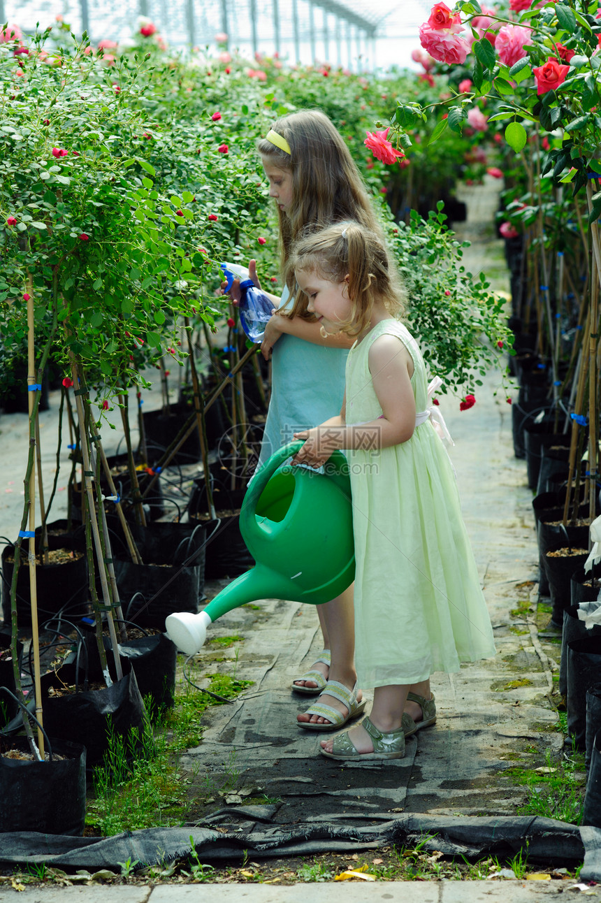 姐妹姊妹植物孩子工作女孩季节性花园园艺女性绿色玫瑰图片