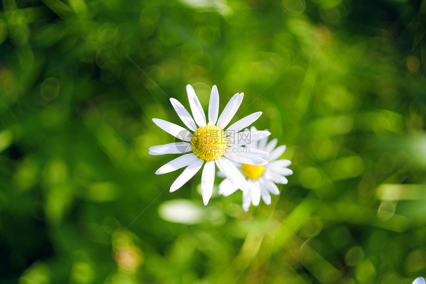 草原上美丽的菊花野花花园草本植物草地孤独晴天自由甘菊季节黄色图片