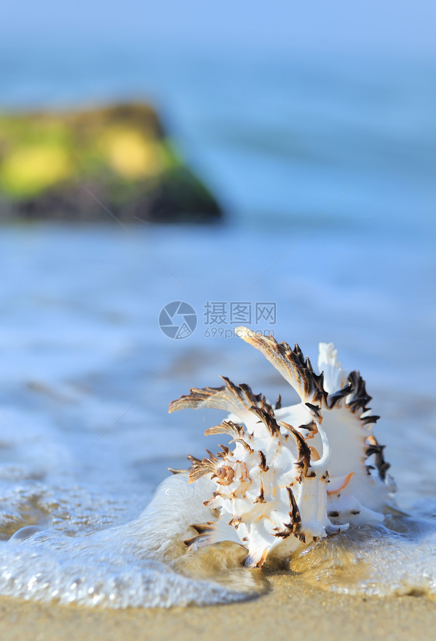 沙滩上的贝壳海浪海岸支撑海洋海螺水平旅行生活假期照片图片