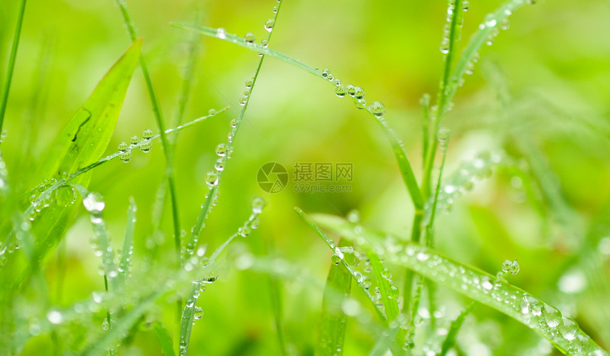 降雨绿色雨滴植物水滴季节性图片