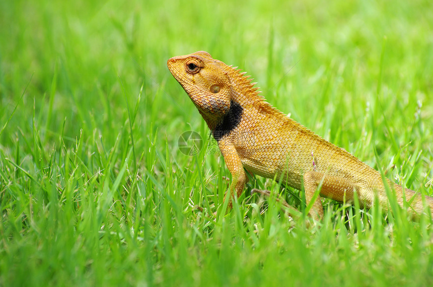 蜥蜴脊柱宏观绿色黄色寺庙红色野生动物假期环境花园图片