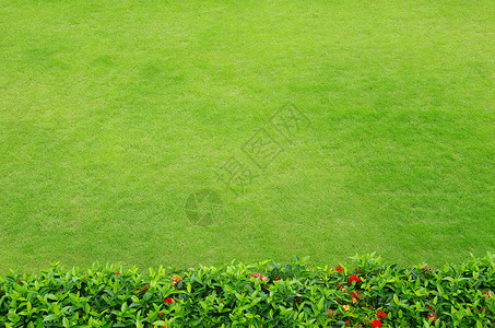 绿绿草植物纹理生长场地活力草皮植物群绿色草地院子背景图片